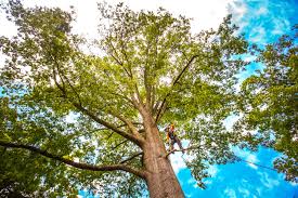 Best Tree Maintenance Programs  in Fruitdale, CA