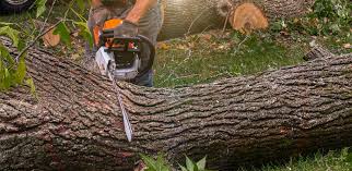 Best Stump Grinding and Removal  in Fruitdale, CA