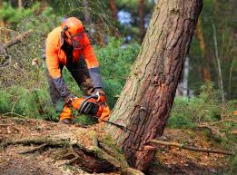 Best Commercial Tree Services  in Fruitdale, CA
