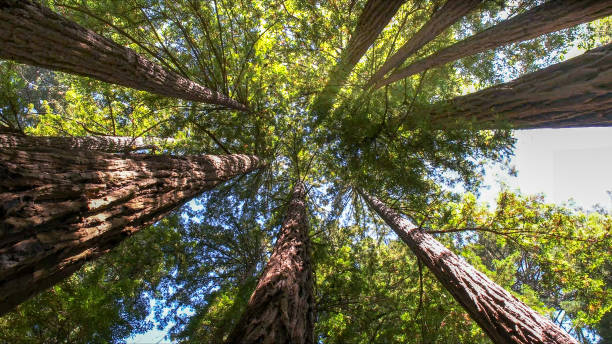 Best Hazardous Tree Removal  in Fruitdale, CA