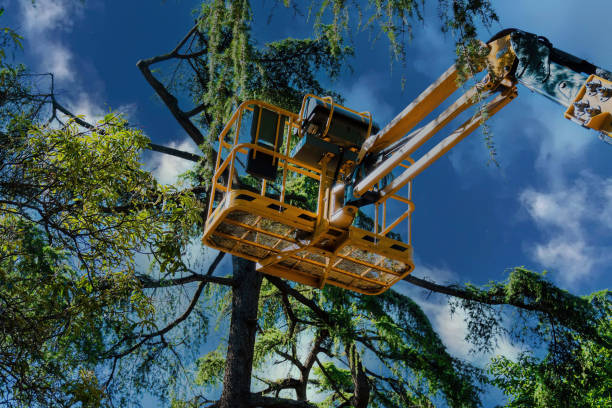 Best Fruit Tree Pruning  in Fruitdale, CA