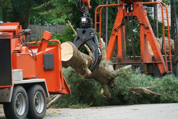 How Our Tree Care Process Works  in  Fruitdale, CA