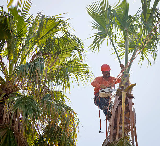 Fruitdale, CA Tree Services Company