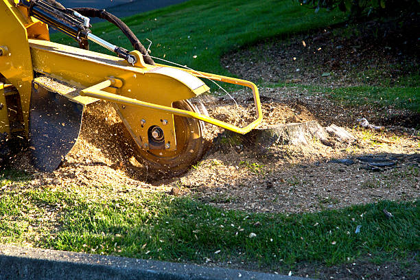 Best Lawn Irrigation Installation and Maintenance  in Fruitdale, CA